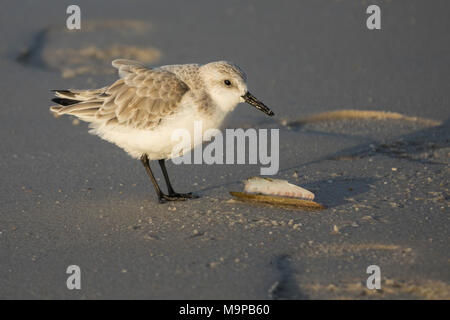 Sanderling (Calidris alba) mit Seashell, Sylt, Nordfriesland, Schleswig-Holstein, Deutschland Stockfoto