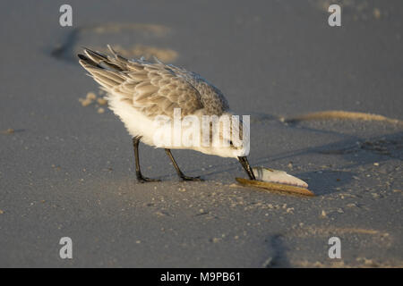 Sanderling (Calidris alba) sucht auf Seashell, Sylt, Nordfriesland, Schleswig-Holstein, Deutschland Stockfoto