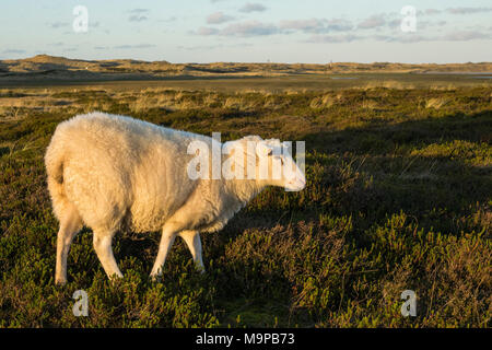 Schafe in einer Wiese mit Heidekraut, Ellenbogen, in der Nähe von Sylt, Nordfriesland, Schleswig-Holstein, Deutschland Stockfoto