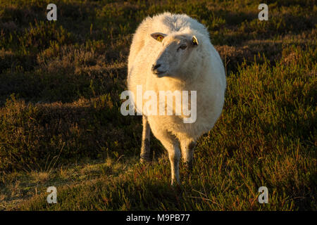 Schafe in einer Wiese mit Heidekraut, Ellenbogen, in der Nähe von Sylt, Nordfriesland, Schleswig-Holstein, Deutschland Stockfoto