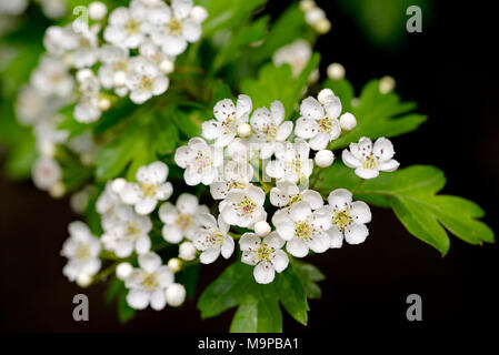 Weißdorn (Crataegus), Zweigniederlassung, mit weißen Blumen, Nordrhein-Westfalen, Deutschland Stockfoto