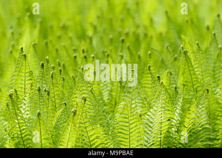 Matteuccia struthiopteris Ostrich Fern () gegen das Licht, Nordrhein-Westfalen, Deutschland Nordrhein-Westfalen, Deutschland Stockfoto