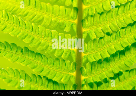 Matteuccia struthiopteris Ostrich Fern (), hinterleuchtet, Blatt, Detailansicht, Nordrhein-Westfalen, Deutschland Stockfoto