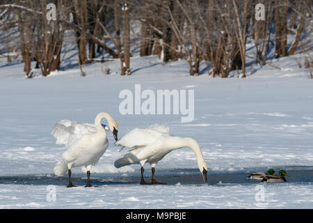 Trumpeter Swans (Cygnus buccinator) & Stockenten (Anas platyrhynchos) St. Croix River. WI, USA, Anfang Januar, von Dominique Braud/Dembinsky Foto A Stockfoto