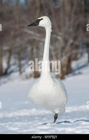 Ein erwachsener Trompeter Schwan (Cygnus buccinator) Stehen auf einem Bein, St. Croix River, WI, USA, Januar, von Dominique Braud/Dembinsky Foto Assoc Stockfoto