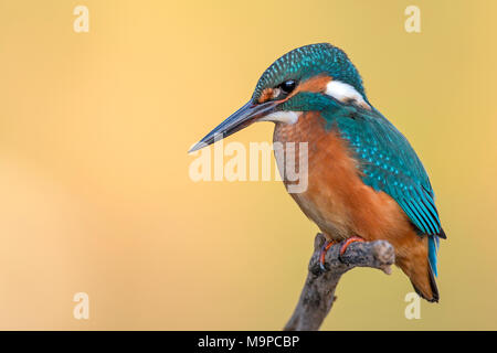 Eisvögel (Alcedo atthis), jungen Vogel sitzt auf einem Ast, Biosphärenreservat Mittlere Elbe, Sachsen-Anhalt, Deutschland Stockfoto