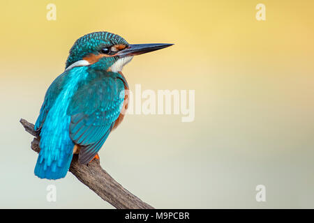 Eisvögel (Alcedo atthis), jungen Vogel sitzt auf einem Ast, Biosphärenreservat Mittlere Elbe, Sachsen-Anhalt, Deutschland Stockfoto