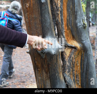 Nahaufnahme einer Hand, die auf Baumrinde im Yellowstone National Park. Frau wandern in Abstand Stockfoto