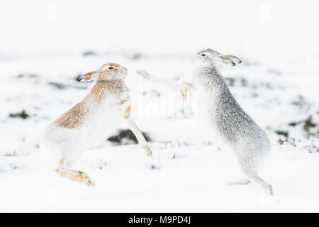 Schneehasen (Lepus timidus) Boxing im Schnee, Verhalten. Hierarchie, Wintermantel, Cairngroms Nationalpark, Highlands Stockfoto