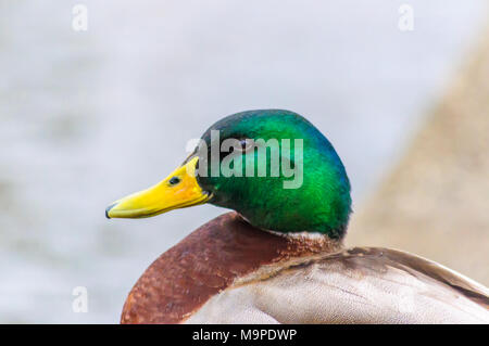 Glasgow, Schottland, Großbritannien. 27. März, 2018. UK Wetter. Männliche Stockente genießen eine showery Nachmittag im Richmond Park. Credit: Skully/Alamy leben Nachrichten Stockfoto