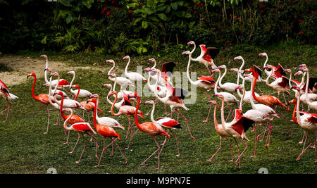 Guangzh, Guangzh, China. 28. März, 2018. Guangzhou, China - Die größere Flamingos im Zoo in Guangzhou, Provinz Guangdong im Süden Chinas. Credit: SIPA Asien/ZUMA Draht/Alamy leben Nachrichten Stockfoto