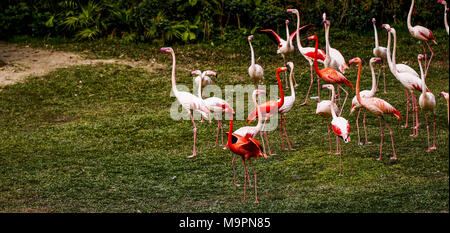 Guangzh, Guangzh, China. 28. März, 2018. Guangzhou, China - Die größere Flamingos im Zoo in Guangzhou, Provinz Guangdong im Süden Chinas. Credit: SIPA Asien/ZUMA Draht/Alamy leben Nachrichten Stockfoto