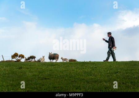 Ardara, County Donegal, Irland. Am 28. März. Bauer Joseph Dunleavy zählt seine Schafe und Lämmer in ein Feld auf seiner Farm. Junge Lämmer kann oft zu Füchse, Krankheit oder das kalte Wetter verloren. Credit: Richard Wayman/Alamy leben Nachrichten Stockfoto