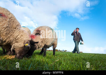 Ardara, County Donegal, Irland. Am 28. März. Bauer Joseph Dunleavy zählt seine Schafe und Lämmer in ein Feld auf seiner Farm. Junge Lämmer kann oft zu Füchse, Krankheit oder das kalte Wetter verloren. Credit: Richard Wayman/Alamy leben Nachrichten Stockfoto