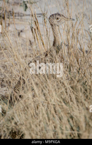 Schwarz-bellied Bustard (Eupodotis melanogaster), in trockenem Gras getarnt, Etosha National Park, Namibia Stockfoto