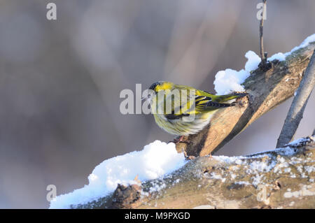 Eurasian siskin (Spinus spinus) sitzt auf einem dicken Ast bedeckt mit Schnee (am Morgen, auf grauem Hintergrund). Stockfoto