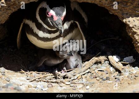 Magellan-pinguine (Spheniscus Magellanicus), erwachsenen Tier mit zwei frisch geschlüpften Küken, die in der Zucht Burrow, Punta Tombo Stockfoto