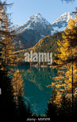 Bergsee mit Europäische Lärche (Larix decidua) im Herbst, Antholzer See, Lago di Anterselva, Rieserfernergruppe, Stockfoto