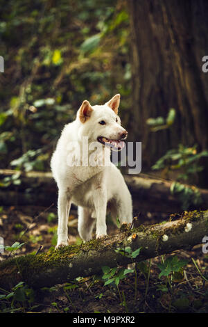 Weiß Shiba Inu (Canis Lupus Familiaris) steht auf einem Baumstamm im Wald, Schweiz Stockfoto
