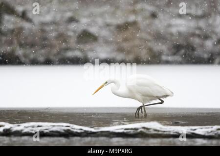 Silberreiher (Ardea alba) Jagd an der Eiskante, Schneefall, Hessen, Deutschland Stockfoto