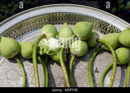 Lotus Blumen auf einem Tablett vor der Smaragd Buddha Tempel, Wat Phra Kae, Ko Ratanakosin, Bangkok, Thailand Stockfoto