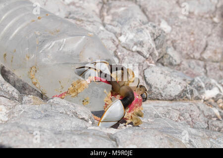 Barnacles In einen Kunststoffkolben angeschlossen an Felsen an der Würmer, die Gower, Wales Stockfoto