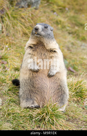 Murmeltier (Marmota marmota) steht auf einer Wiese, Großglockner, Österreich Stockfoto