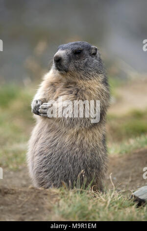 Murmeltier (Marmota marmota) steht auf einer Wiese, Großglockner, Österreich Stockfoto