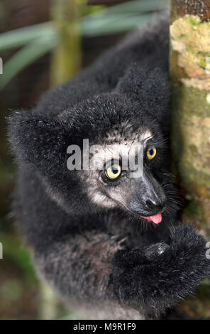 (Indri Indri indri) auf einem Baum, Tier Portrait, Ankanin Ny Nofy, Madagaskar Stockfoto