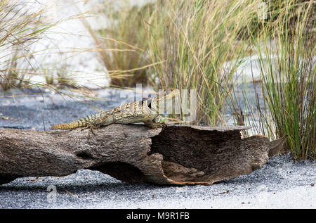 Merrem Madagaskars Swift (Oplurus cyclurus) auf Totholz, Ankanin Ny Nofy, Madagaskar Stockfoto