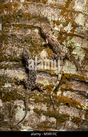 Zwei Geckos (Hemidactylus mercatorius) auf Baumrinde getarnt, Ankanin Ny Nofy, Madagaskar Stockfoto