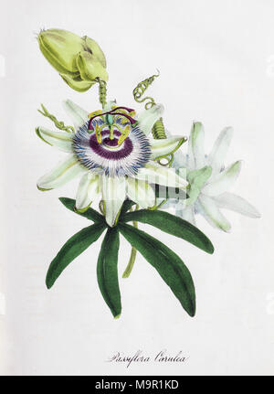 - Passion Flower (Passiflora), von World Utiliores oder Abbildungen von Nutzpflanzen, Hand - farbiger Druck von Mary Ann Burnett Stockfoto