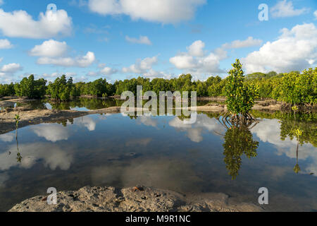 Mangroven im Pointe Jerome, Mahebourg, Grand Port, Mauritius Stockfoto