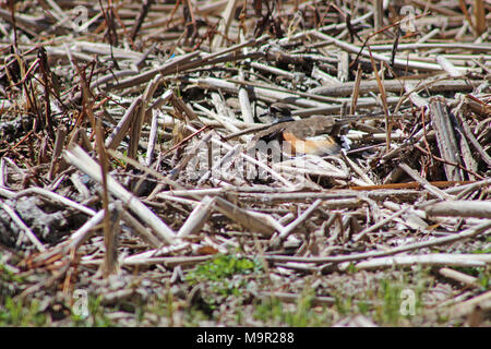 Killdeer gebrochenen Flügel Anzeigen. Killdeer gebrochenen Flügel Anzeige Stockfoto