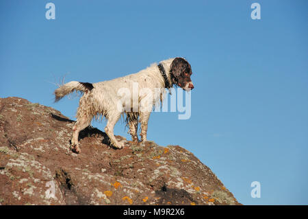 Ein Springer Spaniel hund stehend auf küstennahen Felsen. Stockfoto