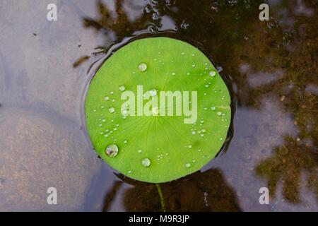 Lily Pad der Amerikanischen lotus Pflanze mit Reflexion im Wasser Stockfoto