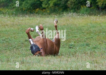 Zwei Wallach Feld Buddies gerade raus in Ihre drehen Sie die Koppel für einen Lauf und Beweidung Stockfoto