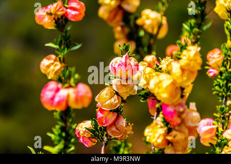 Der chinesische Laterne Baum Blumen in die Kleine Karoo Region der Provinz Western Cape in Südafrika Stockfoto