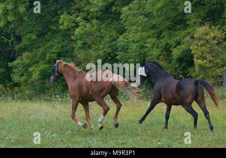 Zwei Wallach Feld Buddies gerade raus in Ihre drehen Sie die Koppel für einen Lauf und Beweidung Stockfoto