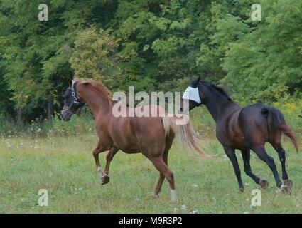 Zwei Wallach Feld Buddies gerade raus in Ihre drehen Sie die Koppel für einen Lauf und Beweidung Stockfoto