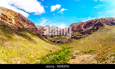 Die vollständig trocken Huisrivier entlang der Huis River Pass auf der Autobahn 62 zwischen und Ladismith Calitzdorp in die Kleine Karoo des Western Cape Provinc Stockfoto