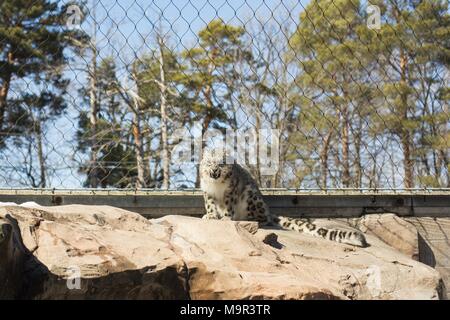 Ein Knurren snow leopard in Gefangenschaft. Stockfoto