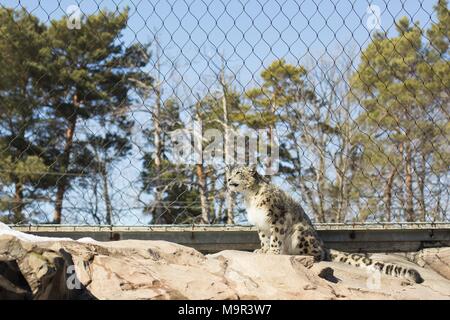 Ein Snow Leopard in Gefangenschaft. Stockfoto