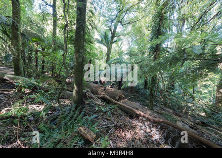 Einen umgestürzten Baum auf der Erde, in einem Wald Stockfoto