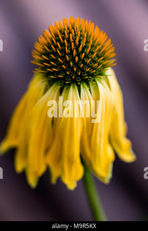 Echinacea gelb Blumen blühen. Echinacea in der alternativen Medizin verwendet eine immun System Booster. Stockfoto