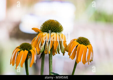 Echinacea gelb Blumen blühen. Echinacea in der alternativen Medizin verwendet eine immun System Booster. Stockfoto