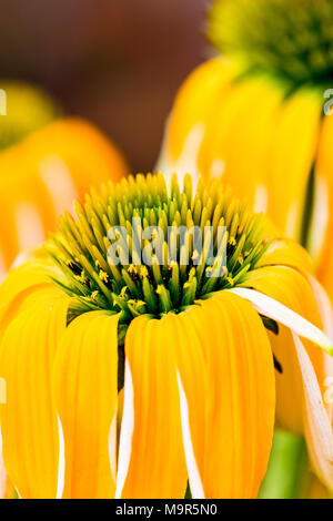 Echinacea gelb Blumen blühen. Echinacea in der alternativen Medizin verwendet eine immun System Booster. Stockfoto