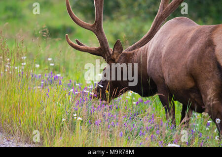 Wild Geweihtragende bull Elk oder Wapiti (Cervus canadensis) Beweidung in der wildgrass und Wildblumen, Banff National Park, Alberta, Kanada Stockfoto