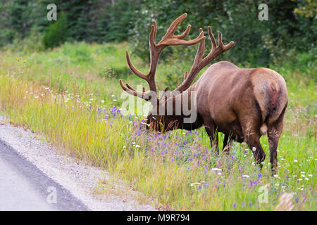Wild Geweihtragende bull Elk oder Wapiti (Cervus canadensis) Beweidung in der wildgrass und Wildblumen, Banff National Park, Alberta, Kanada Stockfoto