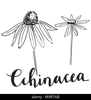 Vektor Hand gezeichnet echinacea Abbildung. Stock Vektor